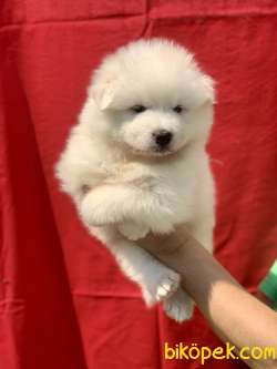 ÜRETİM ÇİFTLİĞİNDEN SAFKAN A KALİTE SAMOYED BEBEKLER 4