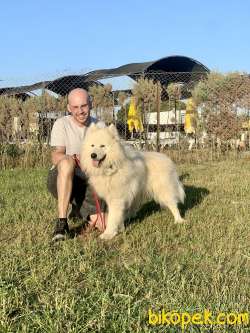 ÜRETİM ÇİFTLİĞİNDEN SAFKAN A KALİTE SAMOYED BEBEKLER 5