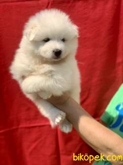 ÜRETİM ÇİFTLİĞİNDEN SAFKAN A KALİTE SAMOYED BEBEKLER 2