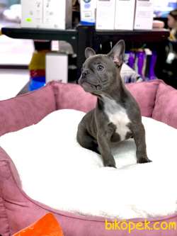 ÜST DÜZEY ANATOMİ BLUE FRENCH BULLDOG 2