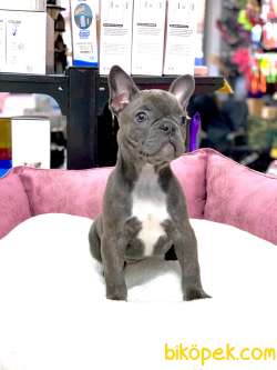 ÜST DÜZEY ANATOMİ BLUE FRENCH BULLDOG 2