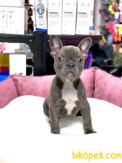 ÜST DÜZEY ANATOMİ BLUE FRENCH BULLDOG 3