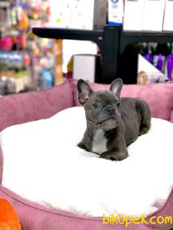 ÜST DÜZEY ANATOMİ BLUE FRENCH BULLDOG