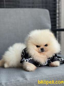 ÜST DÜZEY AYI SURAT POMERANİAN BOO 4