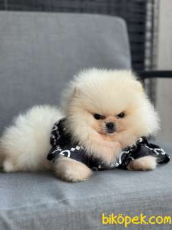 ÜST DÜZEY AYI SURAT POMERANİAN BOO 5