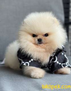ÜST DÜZEY AYI SURAT POMERANİAN BOO 2