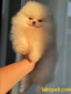 ÜST DÜZEY AYICIK POMERANİAN BOO 2