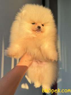 ÜST DÜZEY AYICIK POMERANİAN BOO 3