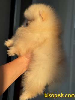 ÜST DÜZEY AYICIK POMERANİAN BOO 5
