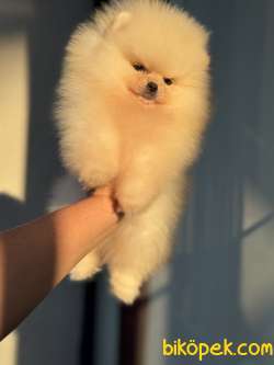 ÜST DÜZEY AYICIK POMERANİAN BOO 4