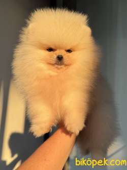 ÜST DÜZEY AYICIK POMERANİAN BOO
