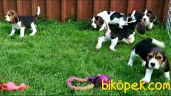 Üst Düzey Elizabeth Beagle Yavrular 4