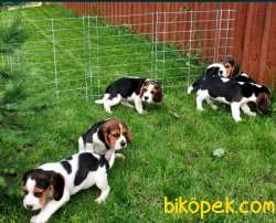 Üst Düzey Elizabeth Beagle Yavrular 3