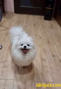 ÜST DÜZEY IRKININ EN İYİSİ KARBEYAZ TEDDYBEAR POMERANİAN BOOLAR 2