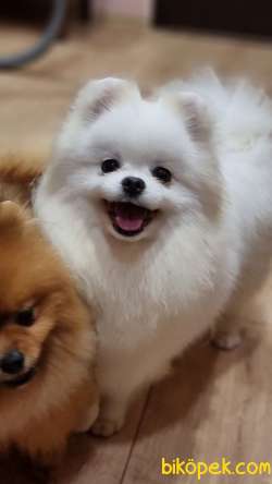 ÜST DÜZEY IRKININ EN İYİSİ KARBEYAZ TEDDYBEAR POMERANİAN BOOLAR 3