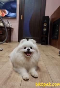 ÜST DÜZEY IRKININ EN İYİSİ KARBEYAZ TEDDYBEAR POMERANİAN BOOLAR 1