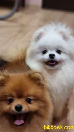 ÜST DÜZEY IRKININ EN İYİSİ KARBEYAZ TEDDYBEAR POMERANİAN BOOLAR 4