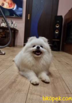 ÜST DÜZEY IRKININ EN İYİSİ KARBEYAZ TEDDYBEAR POMERANİAN BOOLAR 5