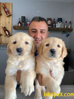 Üst Düzey Kalitede Golden Retriever Yavruları Burkem,den 3
