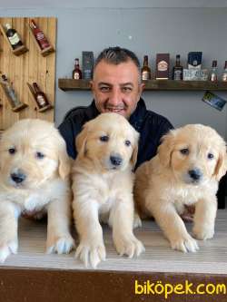 Üst Düzey Kalitede Golden Retriever Yavruları Burkem,den 4