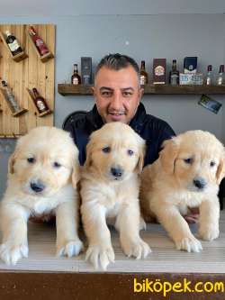 Üst Düzey Kalitede Golden Retriever Yavruları Burkem,den 2