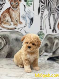 Üst Düzey Maltipoo Yavrularımız 3