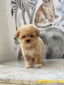 Üst Düzey Maltipoo Yavrularımız 5