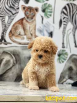 Üst Düzey Maltipoo Yavrularımız