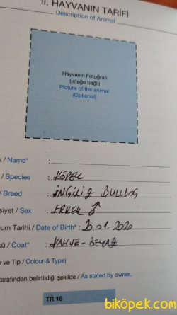 Üst Düzey Safkan Ingiliz 2