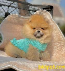 Üst Düzey Teddy Bear Pomeranian Dişi Yavrularımız 3