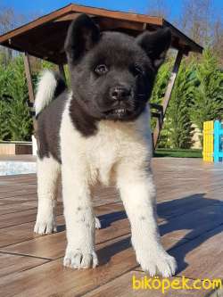 ÜST KALİTE AMERİCAN AKİTA INU YAVRULARI 5