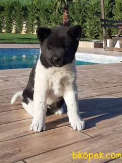 ÜST KALİTE AMERİCAN AKİTA INU YAVRULARI 4