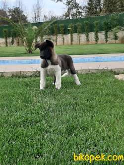 Üst Kalite AMERİCAN AKITA YAVRULARI 4