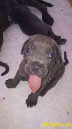 Üst Kalite Blue Cane Corso Yavrular 3