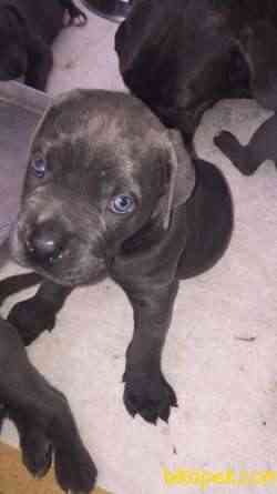 Üst Kalite Blue Cane Corso Yavrular 2