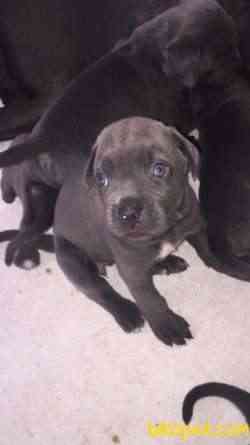 Üst Kalite Blue Cane Corso Yavrular 1