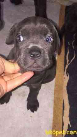 Üst Kalite Blue Cane Corso Yavrular 4