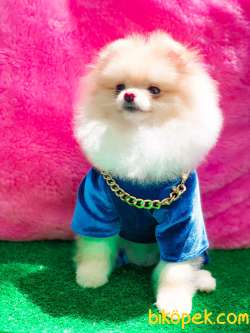 ÜST KALİTE BOO 2