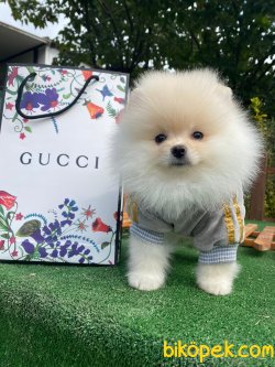ÜST KALİTE BOO YAVRULAR 2