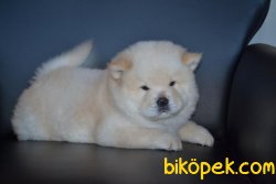 ÜST KALİTE CHOW CHOW YAVRULARIMIZ 2