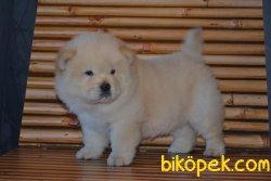 ÜST KALİTE CHOW CHOW YAVRULARIMIZ 1