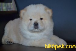 ÜST KALİTE CHOW CHOW YAVRULARIMIZ 3