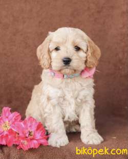 ÜST KALİTE CAVAPOO BEBEKLER 2