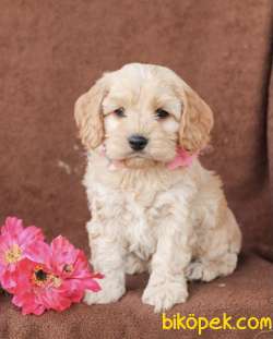 ÜST KALİTE CAVAPOO BEBEKLER 1