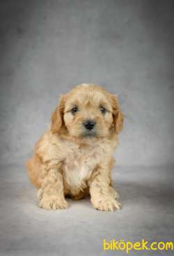 ÜST KALİTE CAVAPOO BEBEKLER 3