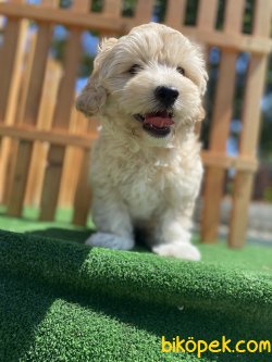 ÜST KALİTE DİZAYN IRK MALTİPOO BEBEĞİMİZ 3