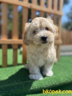 ÜST KALİTE DİZAYN IRK MALTİPOO BEBEĞİMİZ 2