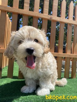 ÜST KALİTE DİZAYN IRK MALTİPOO BEBEĞİMİZ 4