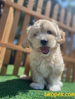ÜST KALİTE DİZAYN IRK MALTİPOO BEBEĞİMİZ 1
