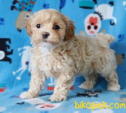 ÜST KALİTE DİZAYN IRK MALTİPOO BEBEKLER 3